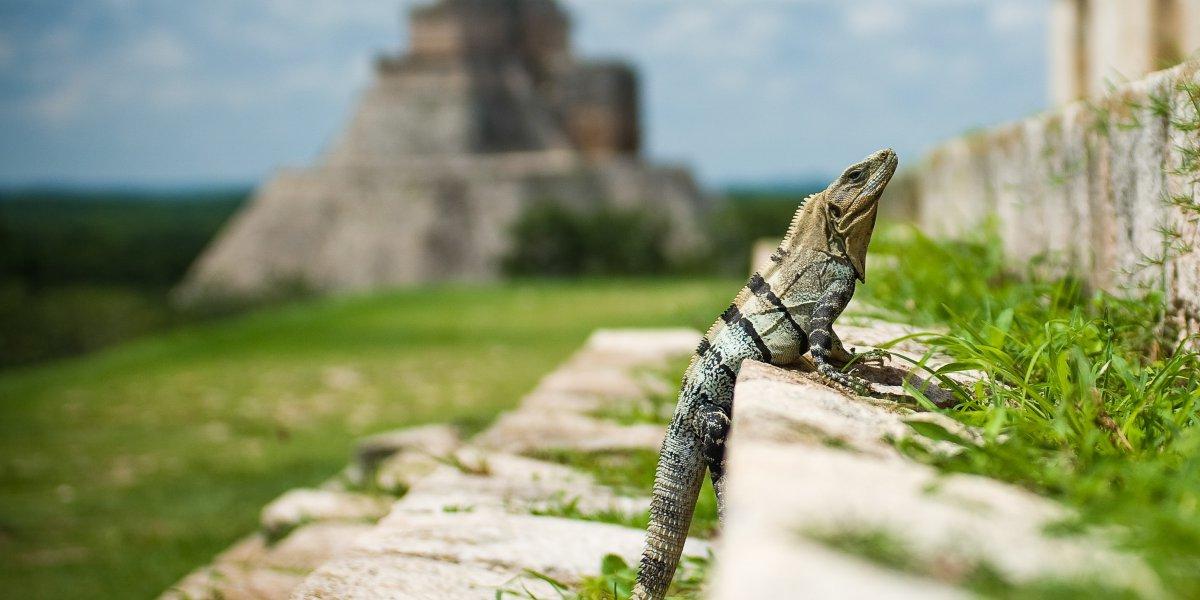 A lizard on the Mayan pyramids
