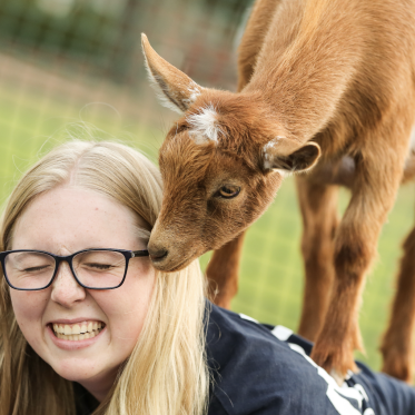 Student with a goat on her back during  goat yoga event