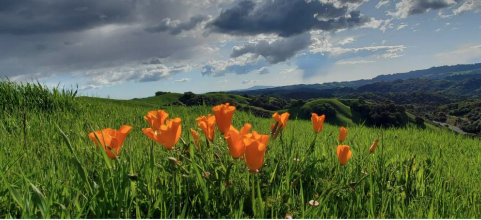 Landscape photo of green pasture with orange poppy flowers under a blue sunny sky